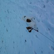 Papillon Mailo