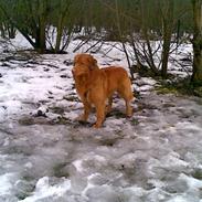 Nova scotia duck tolling retriever Gavan