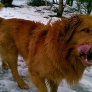 Nova scotia duck tolling retriever Gavan