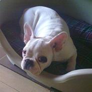 Fransk bulldog Jack solgt ...