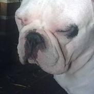Fransk bulldog Jack solgt ...