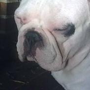 Fransk bulldog Jack  solgt ...