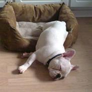 Fransk bulldog Jack solgt ...