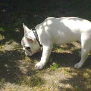 Fransk bulldog Jack solgt ...