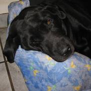 Labrador retriever Felix R.I.P