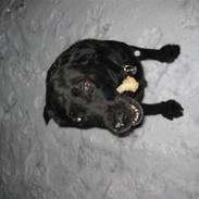 Labrador retriever Felix R.I.P