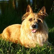 Australsk terrier Hjalte