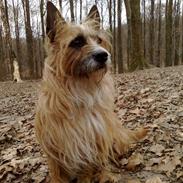 Australsk terrier Hjalte