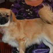 Tibetansk spaniel Bella