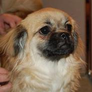 Tibetansk spaniel Bella