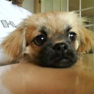 Tibetansk spaniel Bella