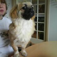 Tibetansk spaniel Bella