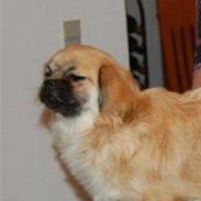 Tibetansk spaniel Bella