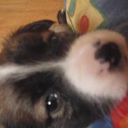 Border collie Tridon