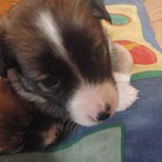 Border collie Tridon