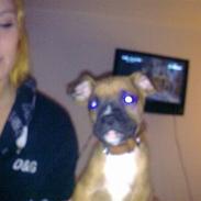 Blanding af racer speedy RIP