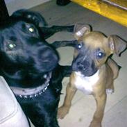 Blanding af racer speedy RIP