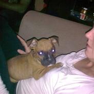 Blanding af racer speedy RIP