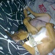 Blanding af racer speedy RIP