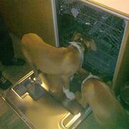 Blanding af racer speedy RIP