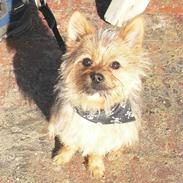 Blanding af racer Coco