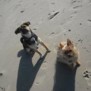 Blanding af racer Coco