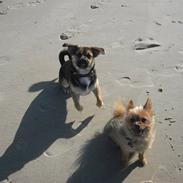 Blanding af racer Coco