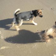 Blanding af racer Coco