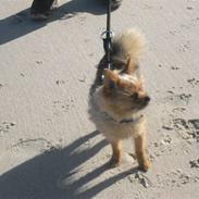 Blanding af racer Coco