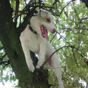 Jack russell terrier Coco