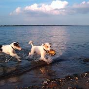 Jack russell terrier Coco