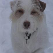 Jack russell terrier Coco