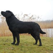 Labrador retriever Foxon Joodii