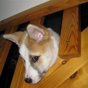 Islandsk fårehund Martha