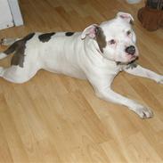 Amerikansk staffordshire terrier Riko