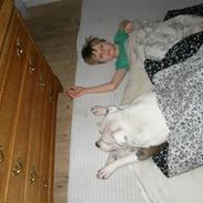 Amerikansk staffordshire terrier Riko