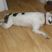 Amerikansk staffordshire terrier Riko