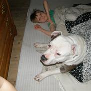 Amerikansk staffordshire terrier Riko