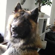 Eurasier Alladin