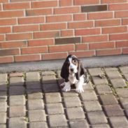 Basset hound bassereden`cookie cille
