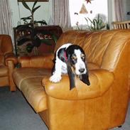 Basset hound bassereden`cookie cille