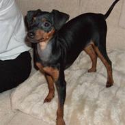 Prazsky krysarik Chanel