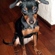 Prazsky krysarik Chanel