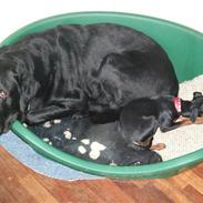 Prazsky krysarik Chanel