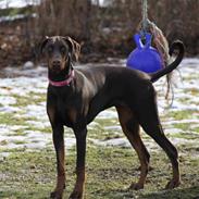 Dobermann "Freja" Baskernes Alaia