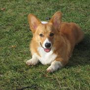 Welsh corgi pembroke Buddy