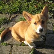 Welsh corgi pembroke Buddy