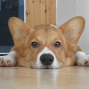 Welsh corgi pembroke Buddy