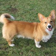 Welsh corgi pembroke Buddy