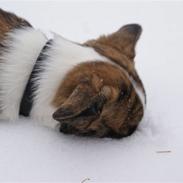 Welsh corgi cardigan Gizmo